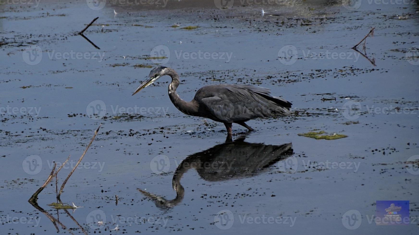 uccello gru pesca foto