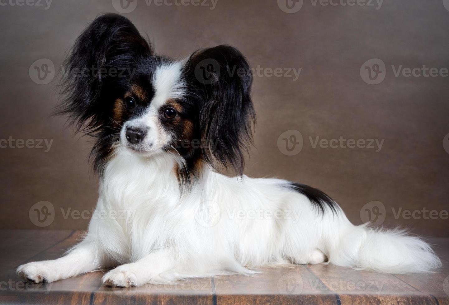 studio tiro di un adorabile papillon cane su un' buio sfondo foto