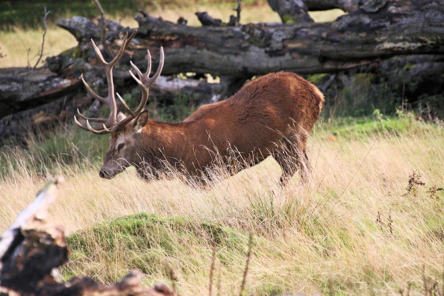 un' vicino su di un' rosso cervo nel il cheshire campagna foto