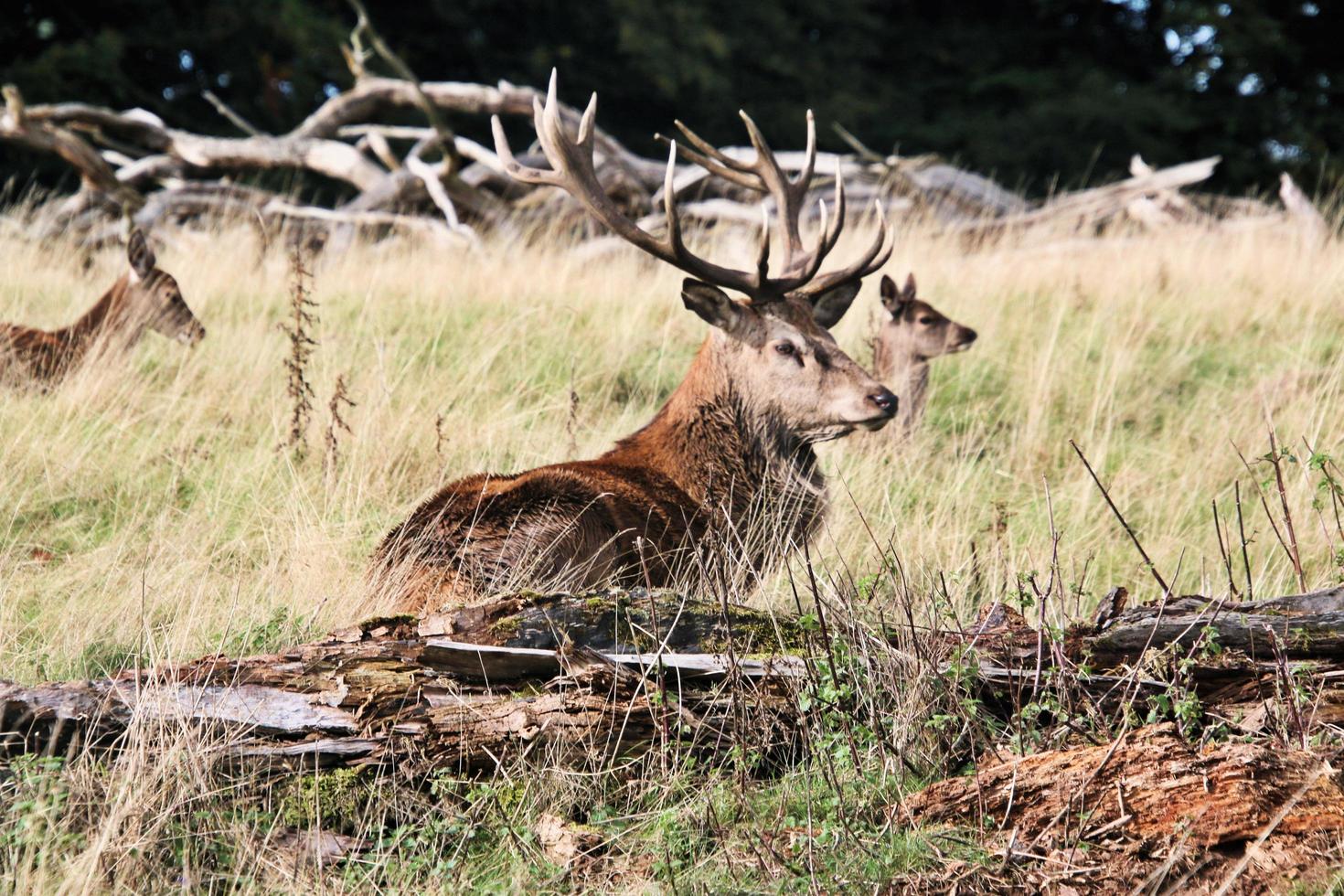 un' vicino su di un' rosso cervo nel il cheshire campagna foto