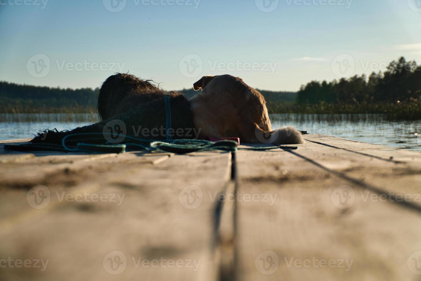 cane Gli amanti dire bugie su un' molo e guardare a il lago nel Svezia. Goldendoodle e mescolare foto