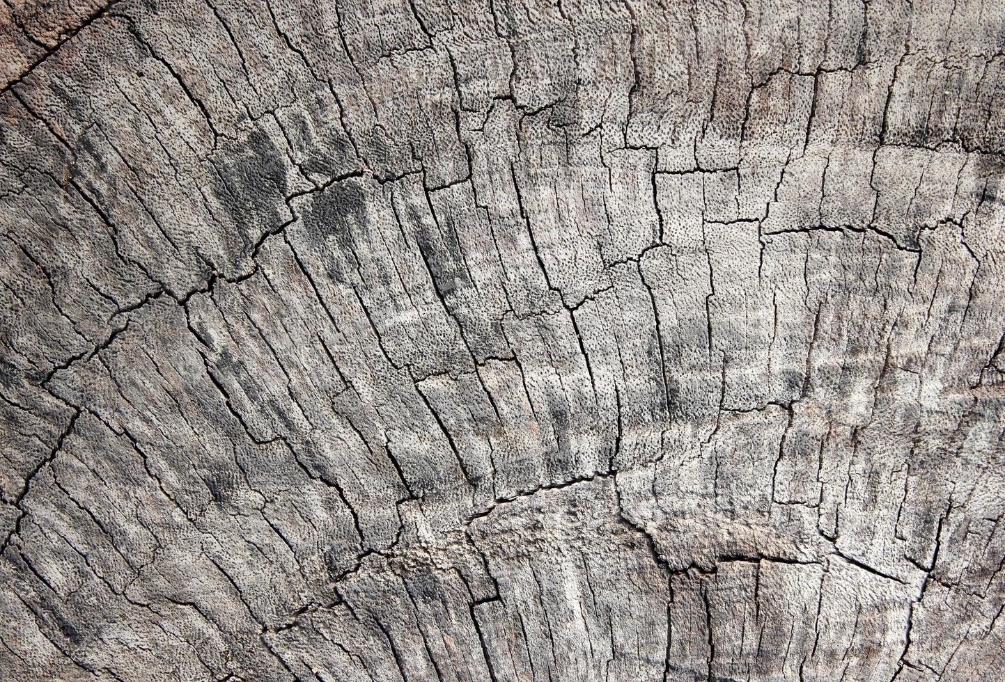 Cracked vecchio legna struttura foto