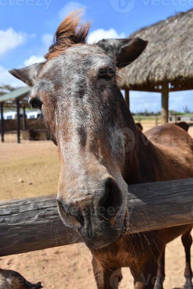 guardare direttamente in il viso di un vecchio Marrone cavallo foto