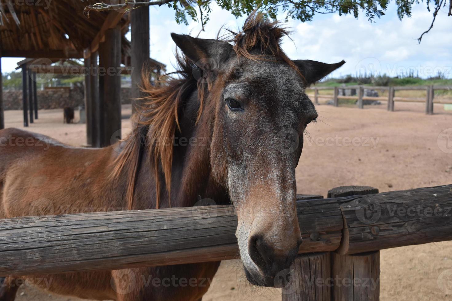 sporco paddock con un' cavallo a il recinto rotaia foto