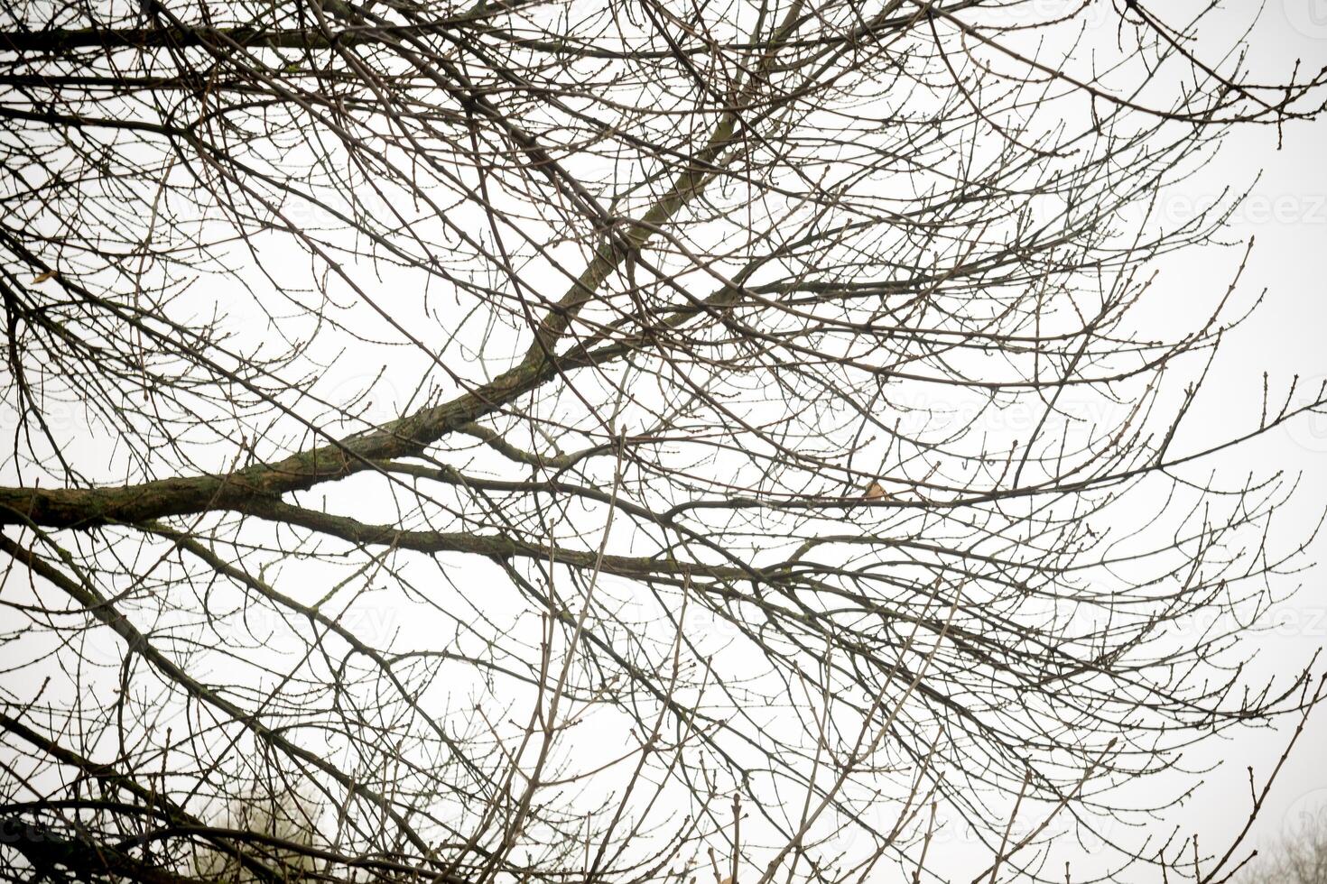 autunno albero rami foto