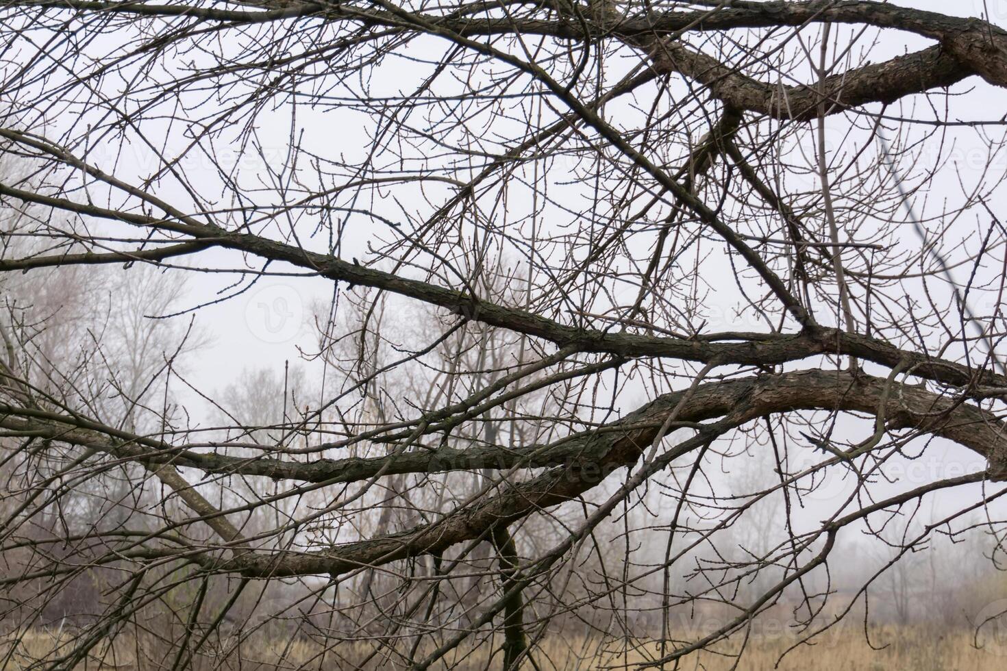 spoglio albero rami foto