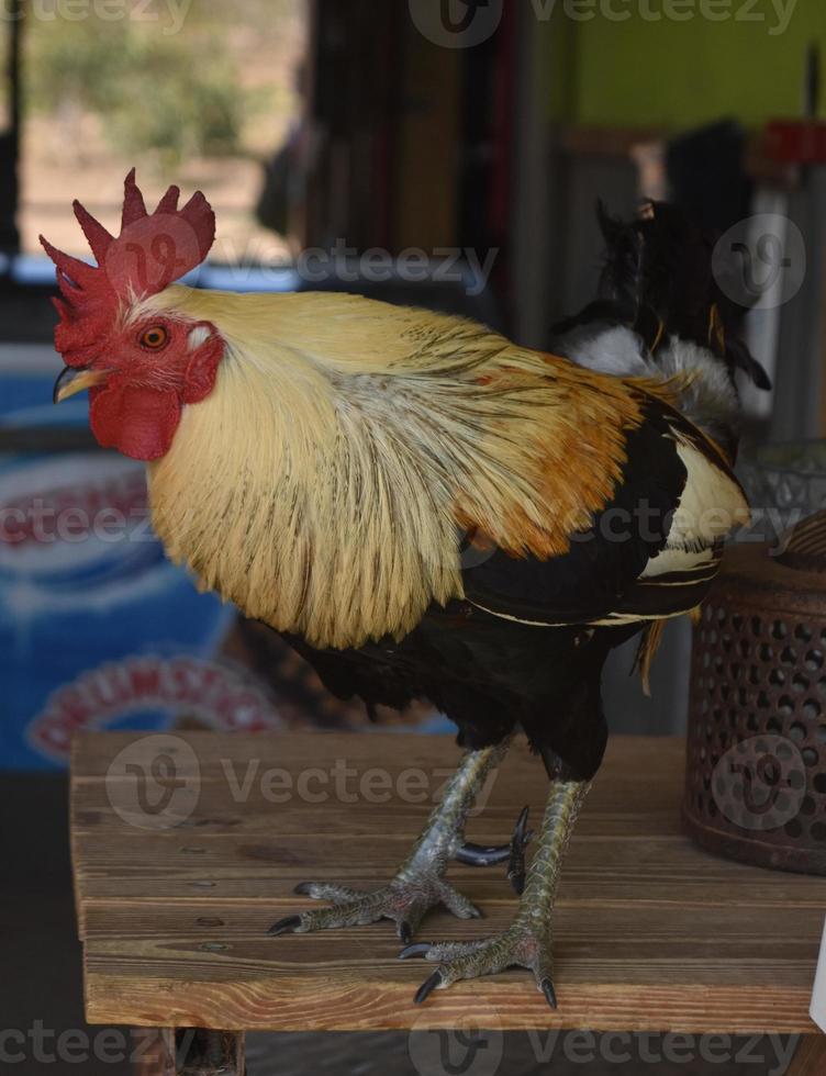 bellissimo colorato Gallo in piedi in cima di un' tavolo foto