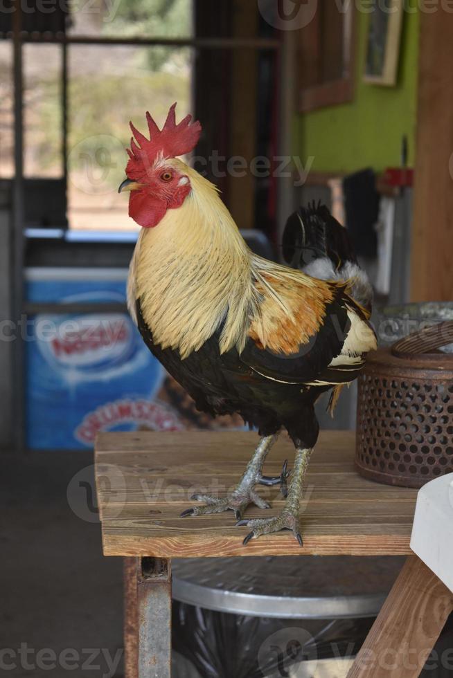 orgoglioso rosso crestato Gallo in piedi su superiore di un' tavolo foto