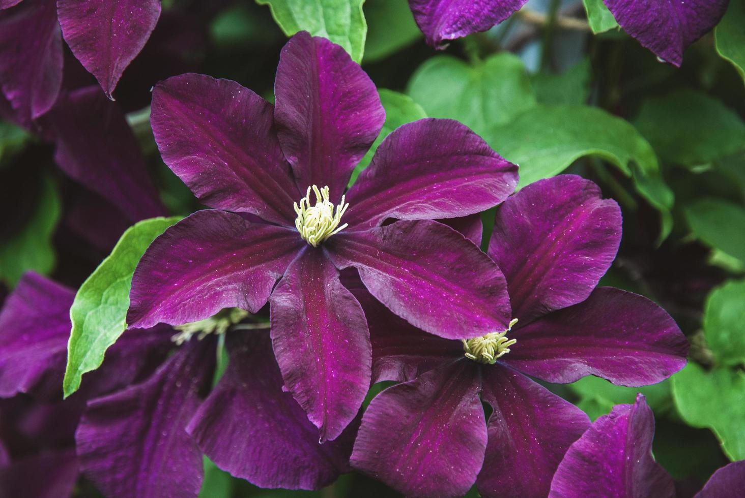 clematide viticella etoile violetta viola fiori nel estate giardino avvicinamento foto