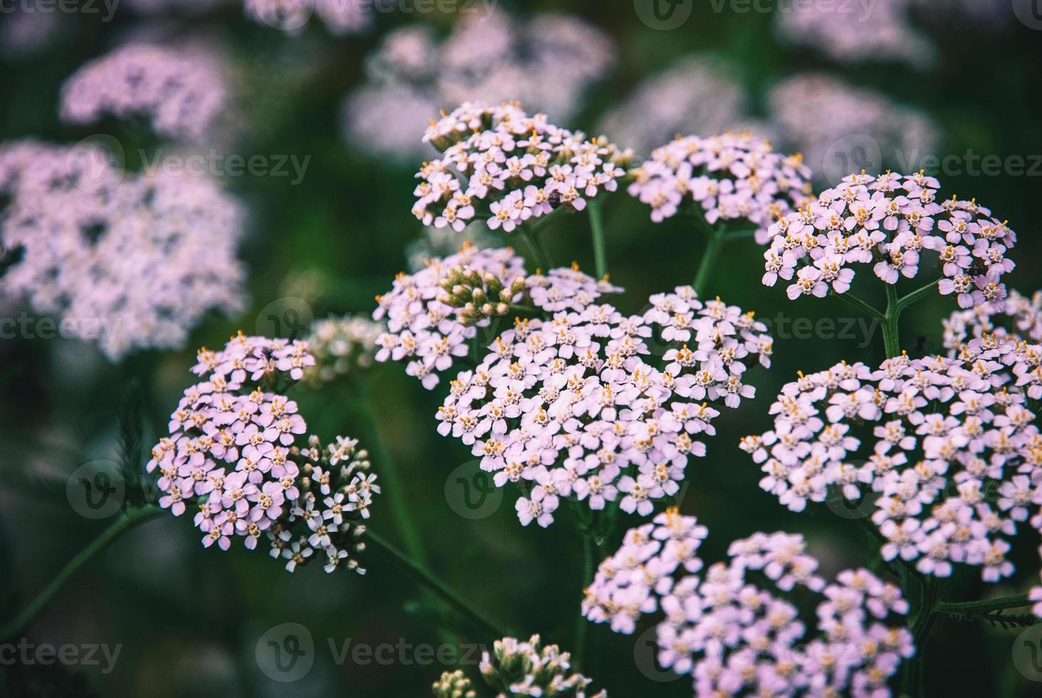 rosa millefoglie fiorisce, Achillea millefoglie impianti nel campo foto