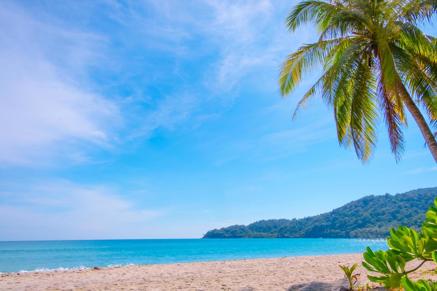 paesaggi marini con palma sulla spiaggia tropicale foto