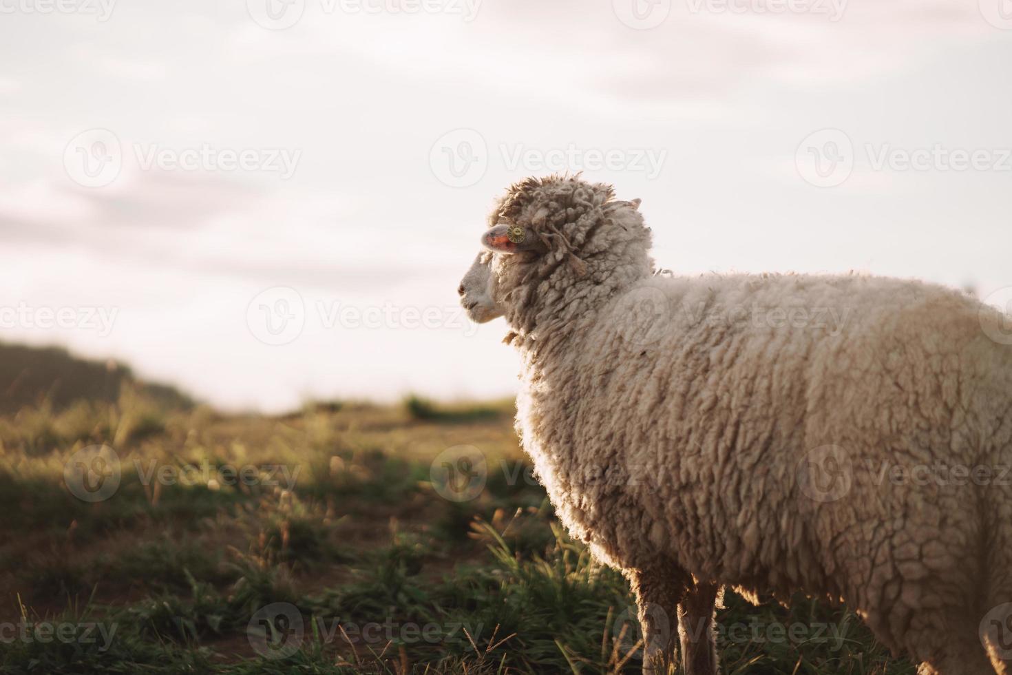 bianca pecora mangiare o a piedi o in esecuzione a il prato. nel il sera nel il montagna prato. il sole brilla su ogni erba, sera atmosfera. animale natura mammiferi concetto. foto