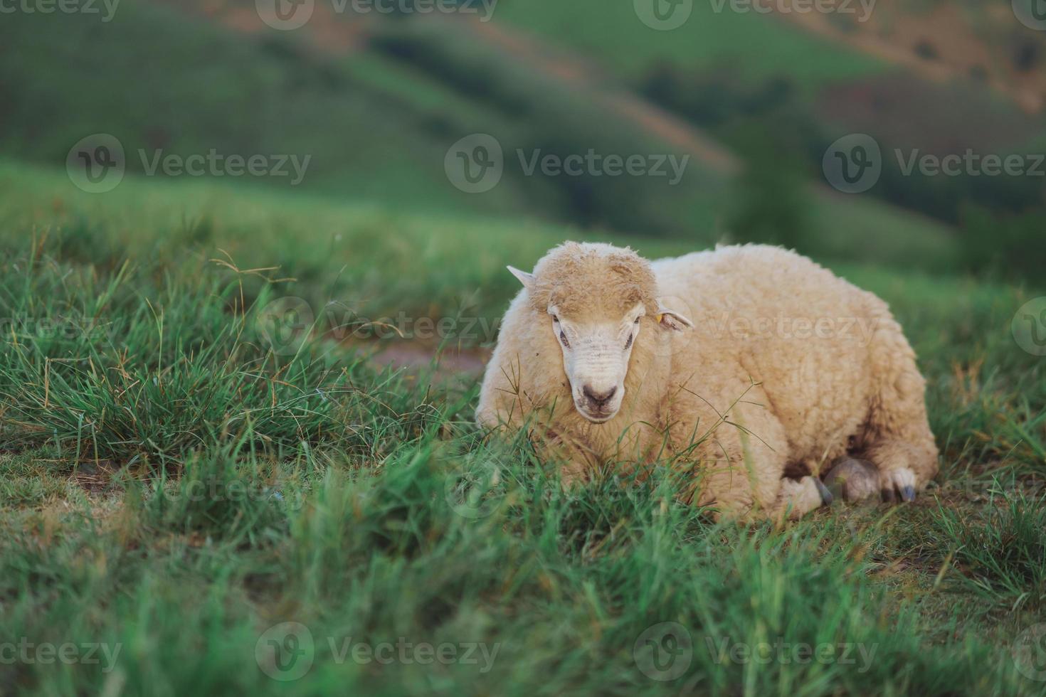 bianca pecora mangiare o a piedi o in esecuzione a il prato. nel il sera nel il montagna prato. il sole brilla su ogni erba, sera atmosfera. animale natura mammiferi concetto. foto