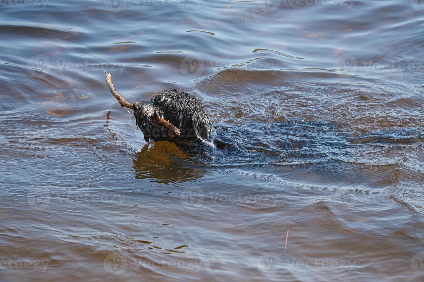 un' Goldendoodle cane. il cane nuotate nel il lago con bastone nel il museruola. Riccio cane foto
