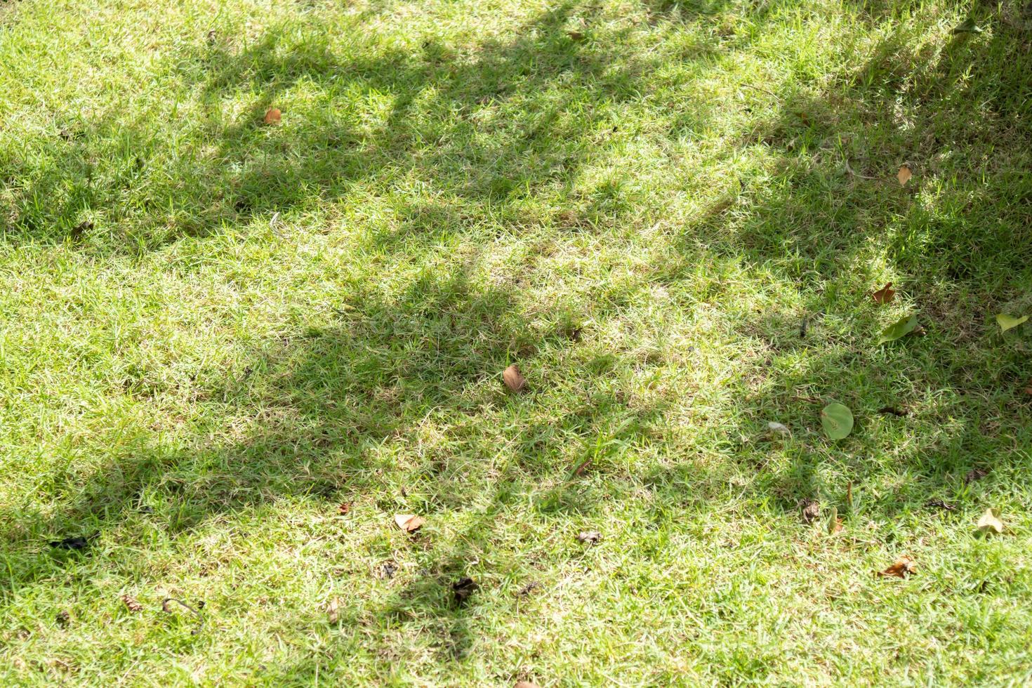 albero ombra su verde erba foto