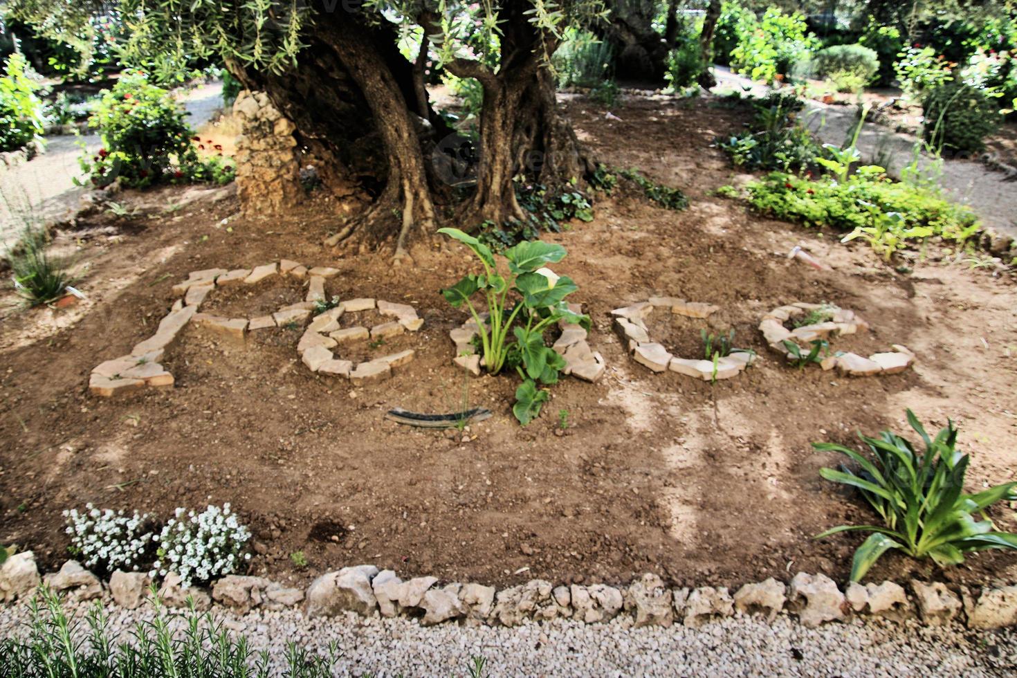 un' Visualizza di il giardino di gethsemane nel Gerusalemme foto