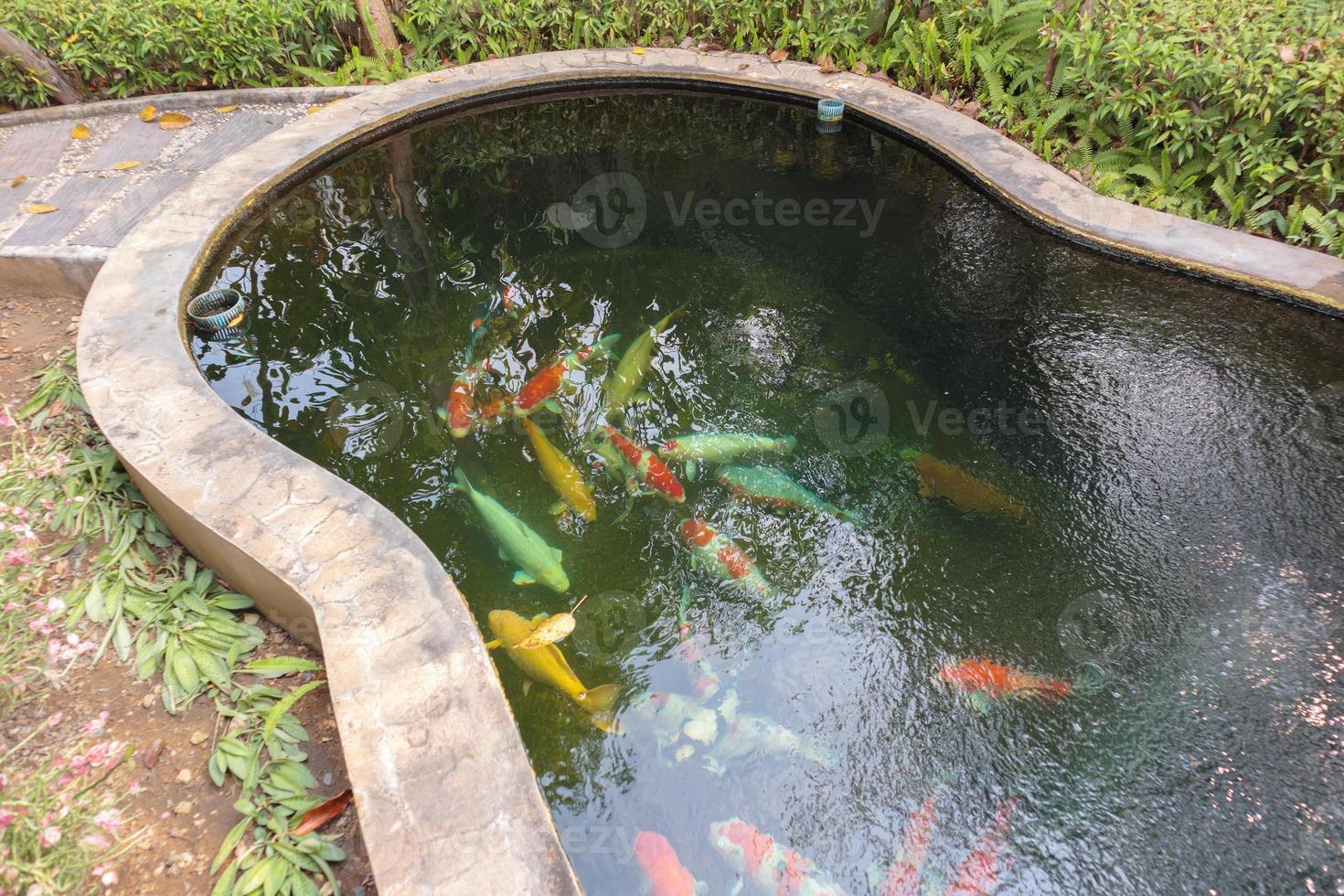 pesce koi nel laghetto in giardino foto