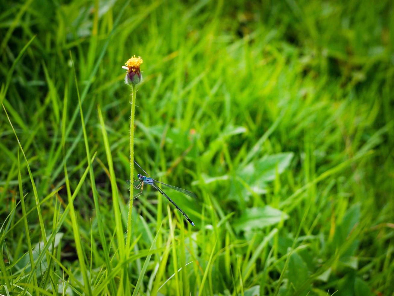 astratto sfocatura natura bellissimo sfondo vuoto spazio foto