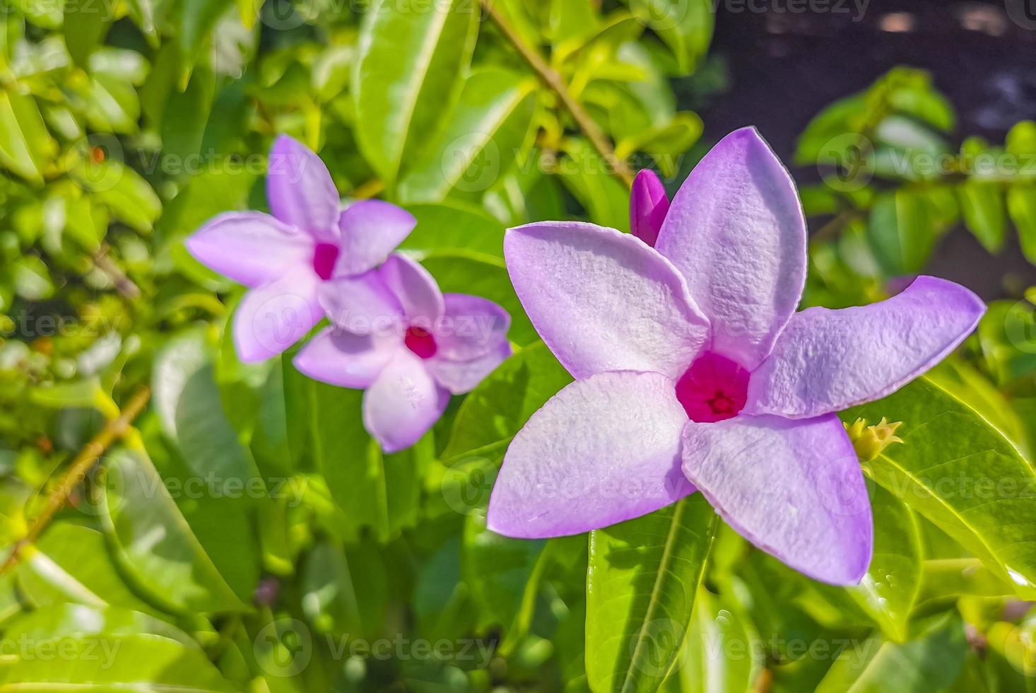 viola rosa rosso palato vite di gomma fiori e impianti nel Messico. foto