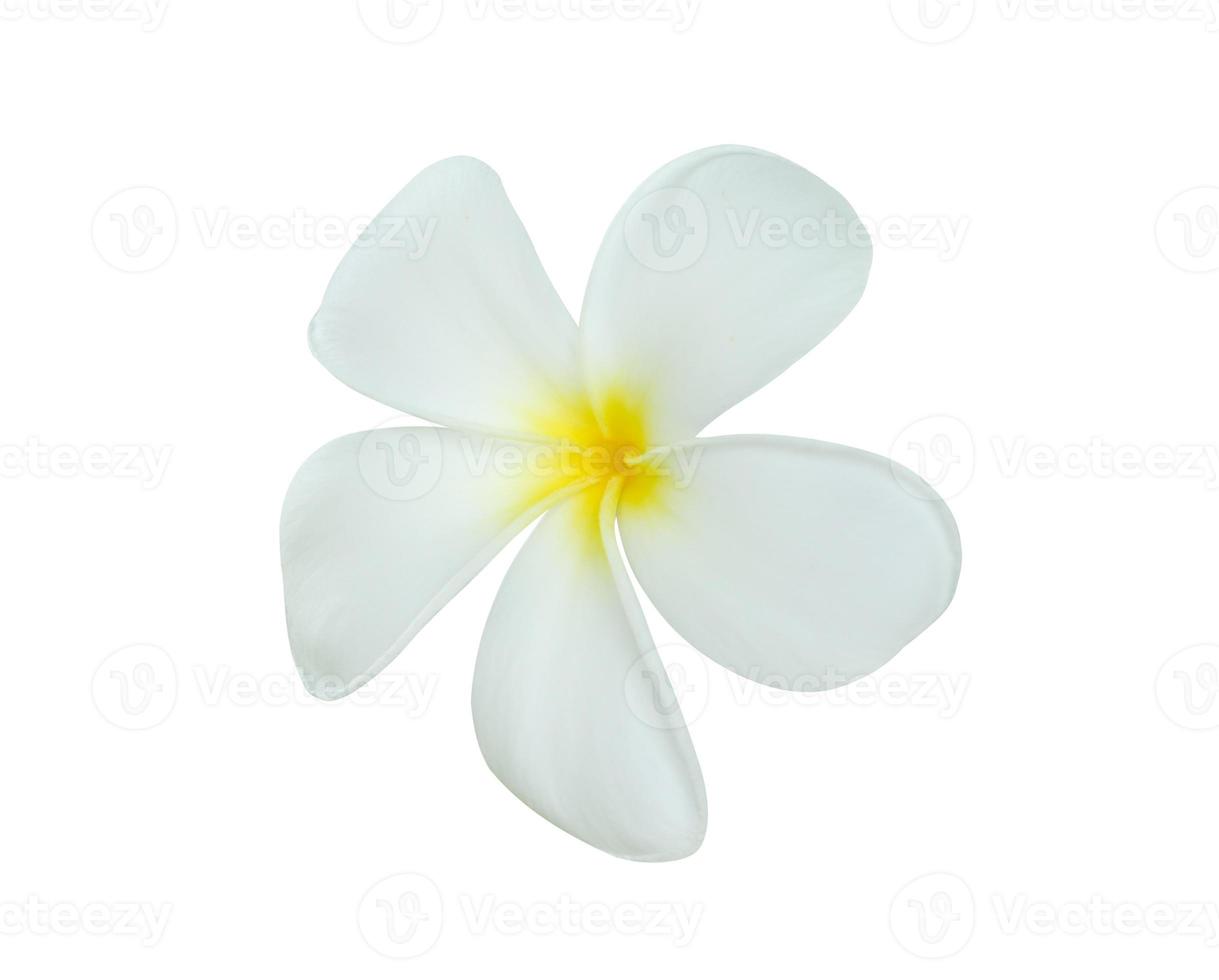 bianca frangipani fiore isolato su bianca sfondo foto