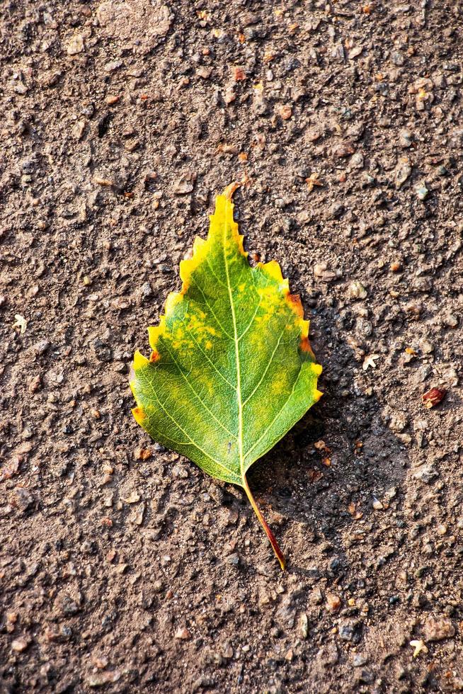 vicino su autunno verde giallo foglia con naturale struttura su asfalto. naturale caduto autunno foglia. bellissimo di stagione autunno foglia. foto