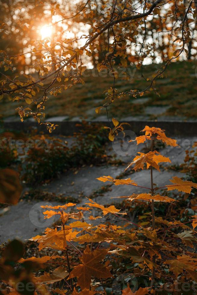 bellissimo paesaggio autunnale con alberi gialli e sole foto