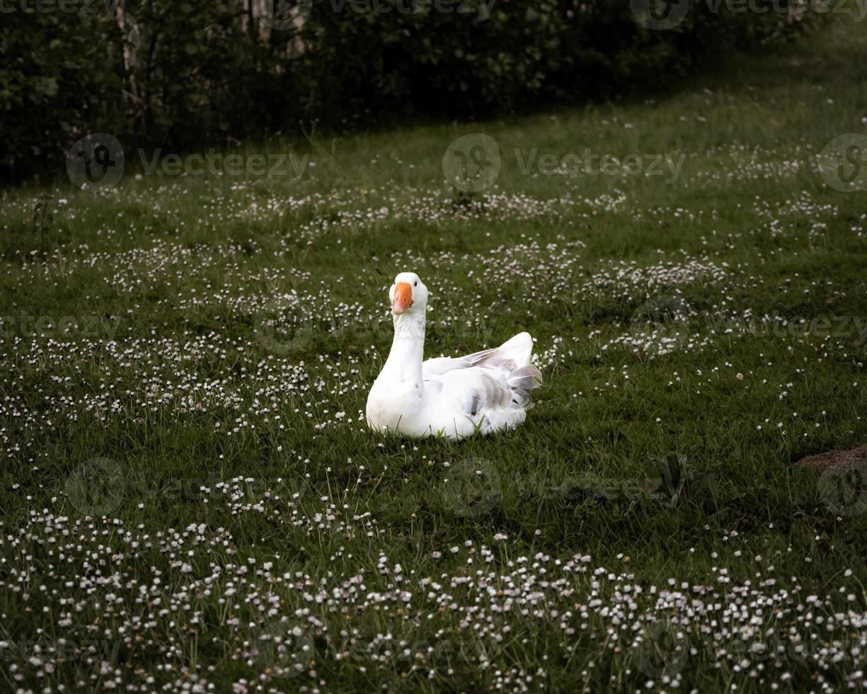 divertente carino Oca bugie su verde erba nel fiori foto