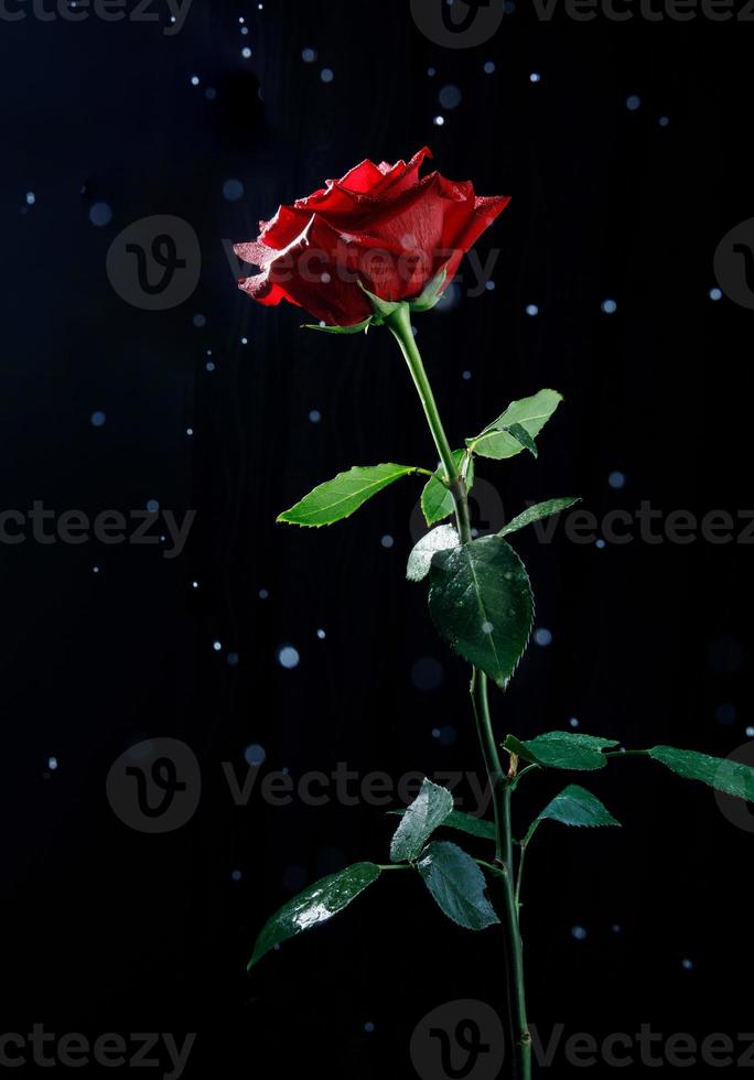 un' molto bellissimo rosso rosa fiore su un' nero sfondo . foto
