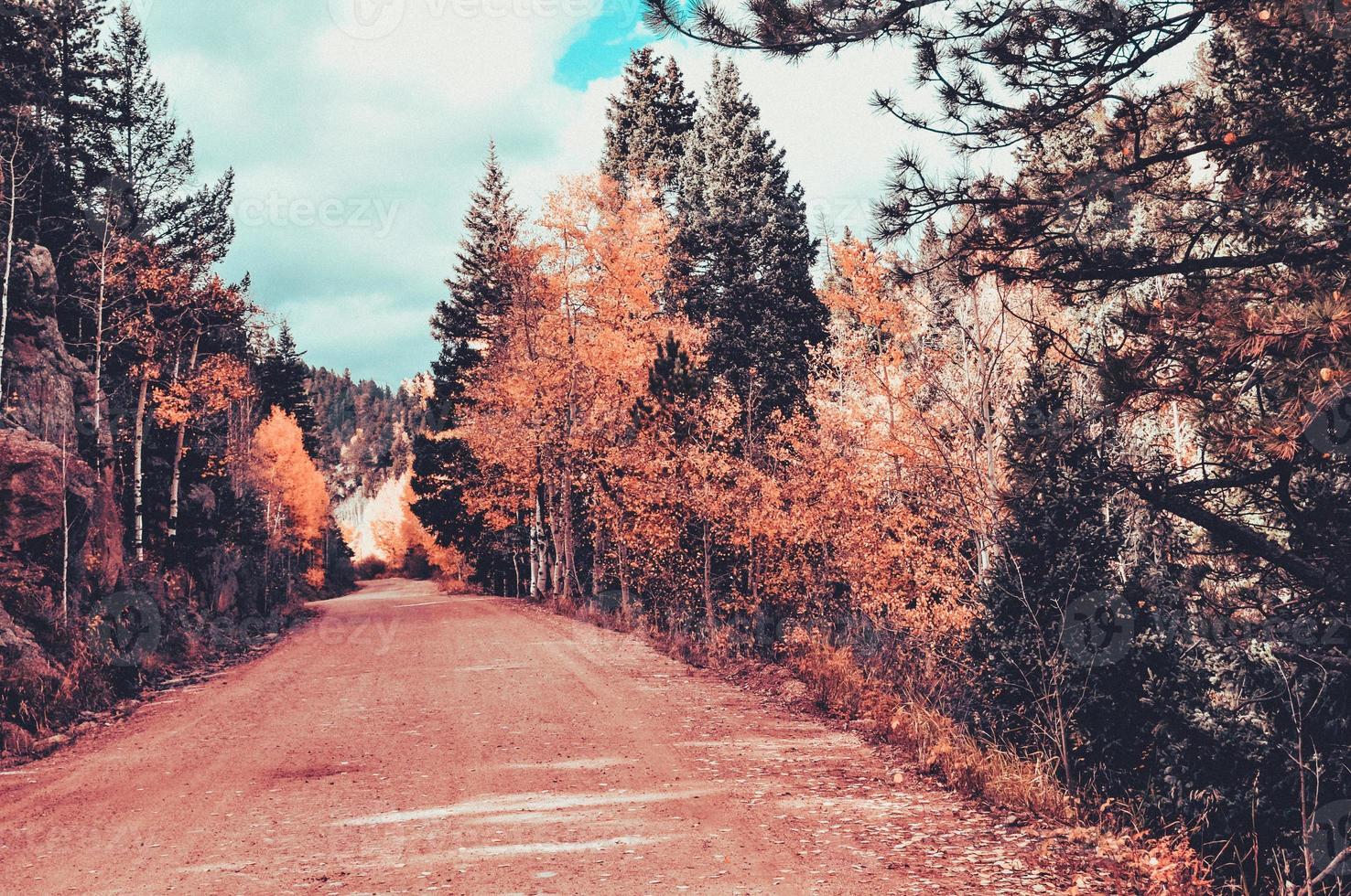 montagna alberi su il strada foto