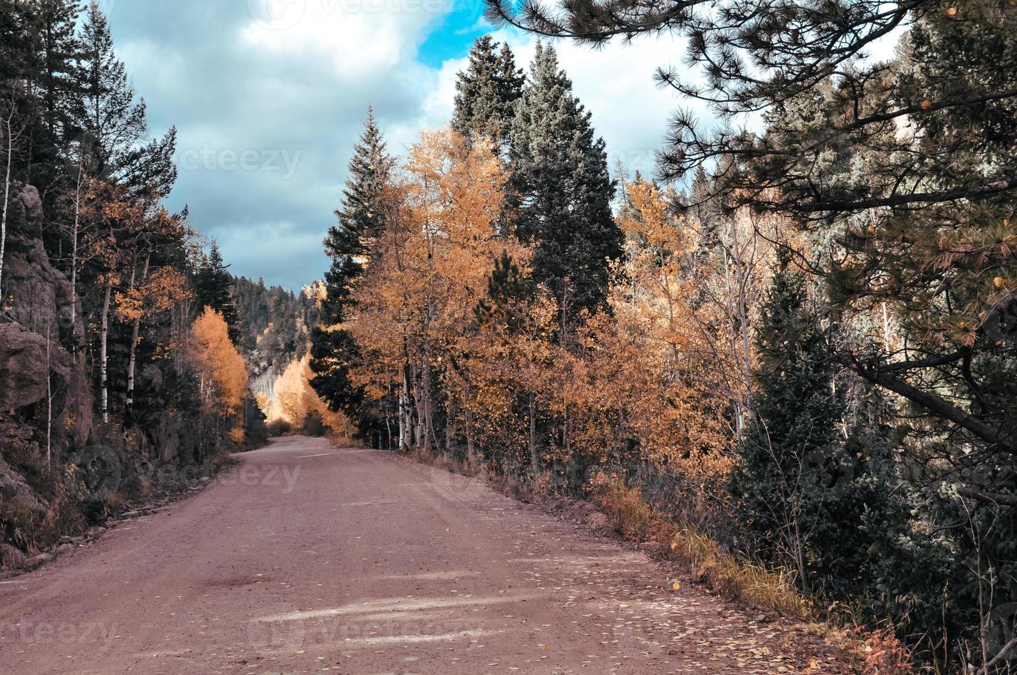 montagna alberi su il strada foto