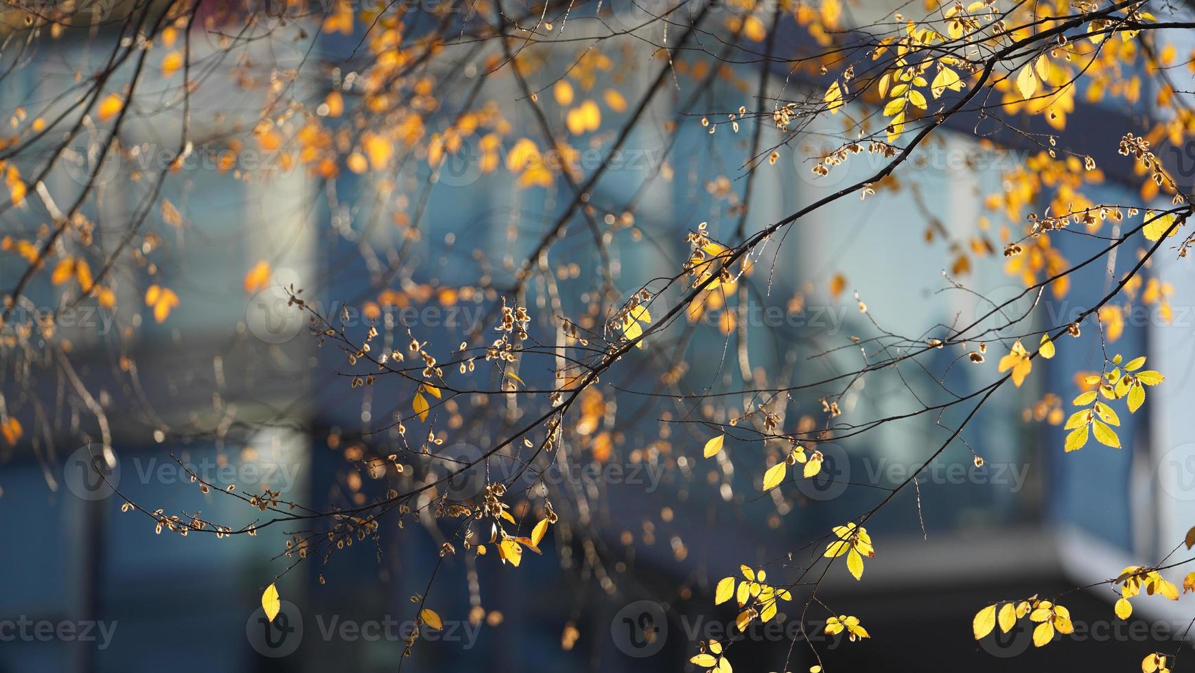 il bellissimo autunno Visualizza con il colorato le foglie su il albero nel il città foto