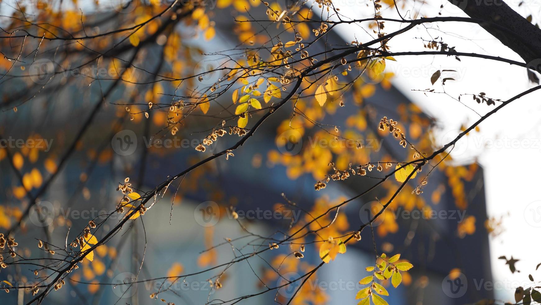il bellissimo autunno Visualizza con il colorato le foglie su il albero nel il città foto