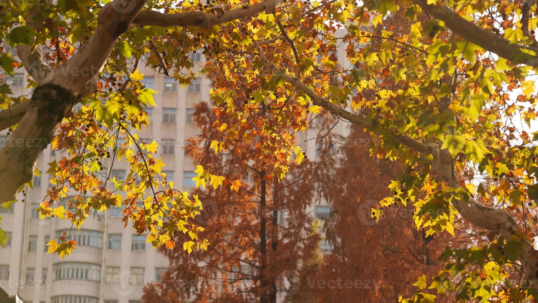 il bellissimo città Visualizza con il giallo autunno le foglie e vecchio edifici sotto il caldo autunno luce del sole foto