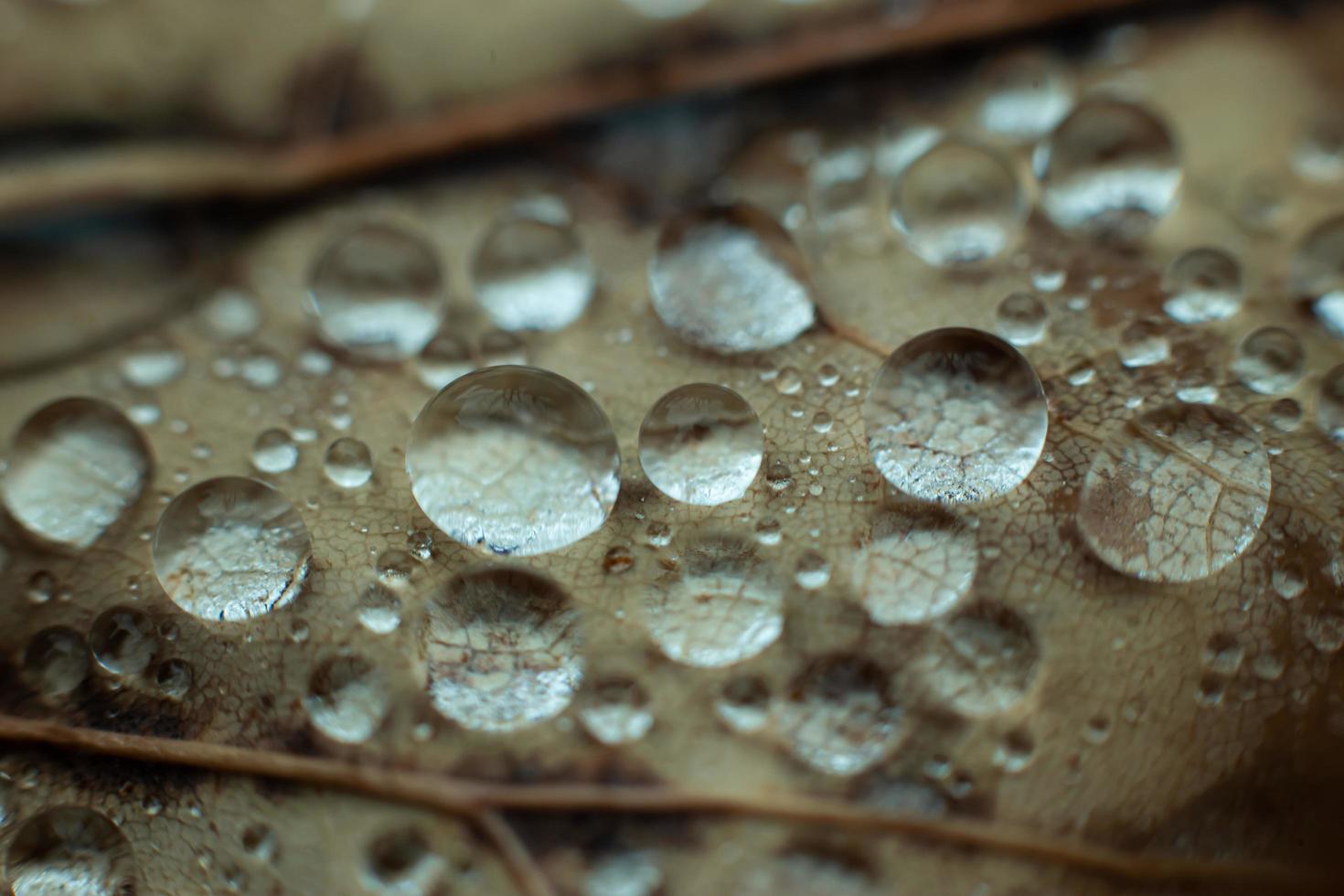 gocce d'acqua su una foglia foto