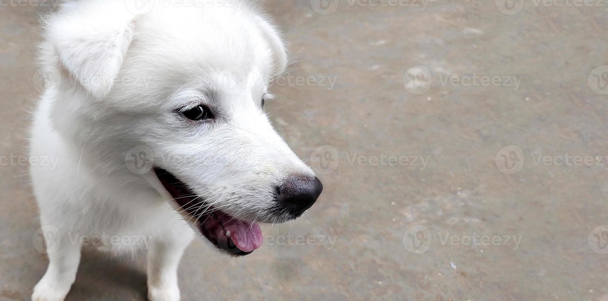 primo piano di un simpatico cucciolo di cane bianco ritratto, ritratto di cane pastore maremmano, cane da pastore maremmano abruzzese. foto