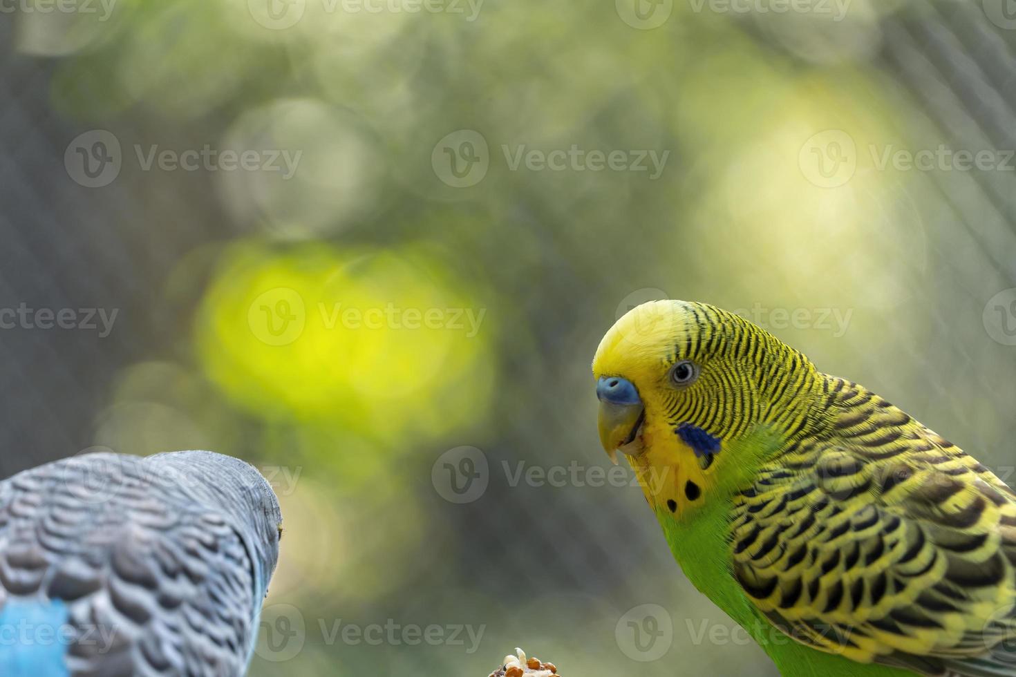 melopsittacus ondulato, parrocchetto uccello mangiare semi in piedi su un' filo, sfondo con bokeh, bellissimo colorato uccello, Messico foto