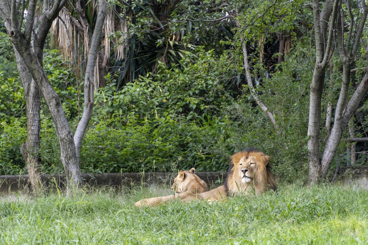 Leone e leonessa seduta riposo su il erba, zoo Messico foto