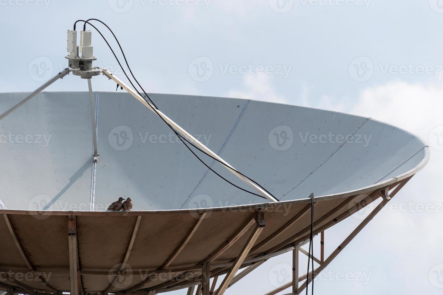 Piccione seduta su televisione antenna. parabolico antenna piccioni foto