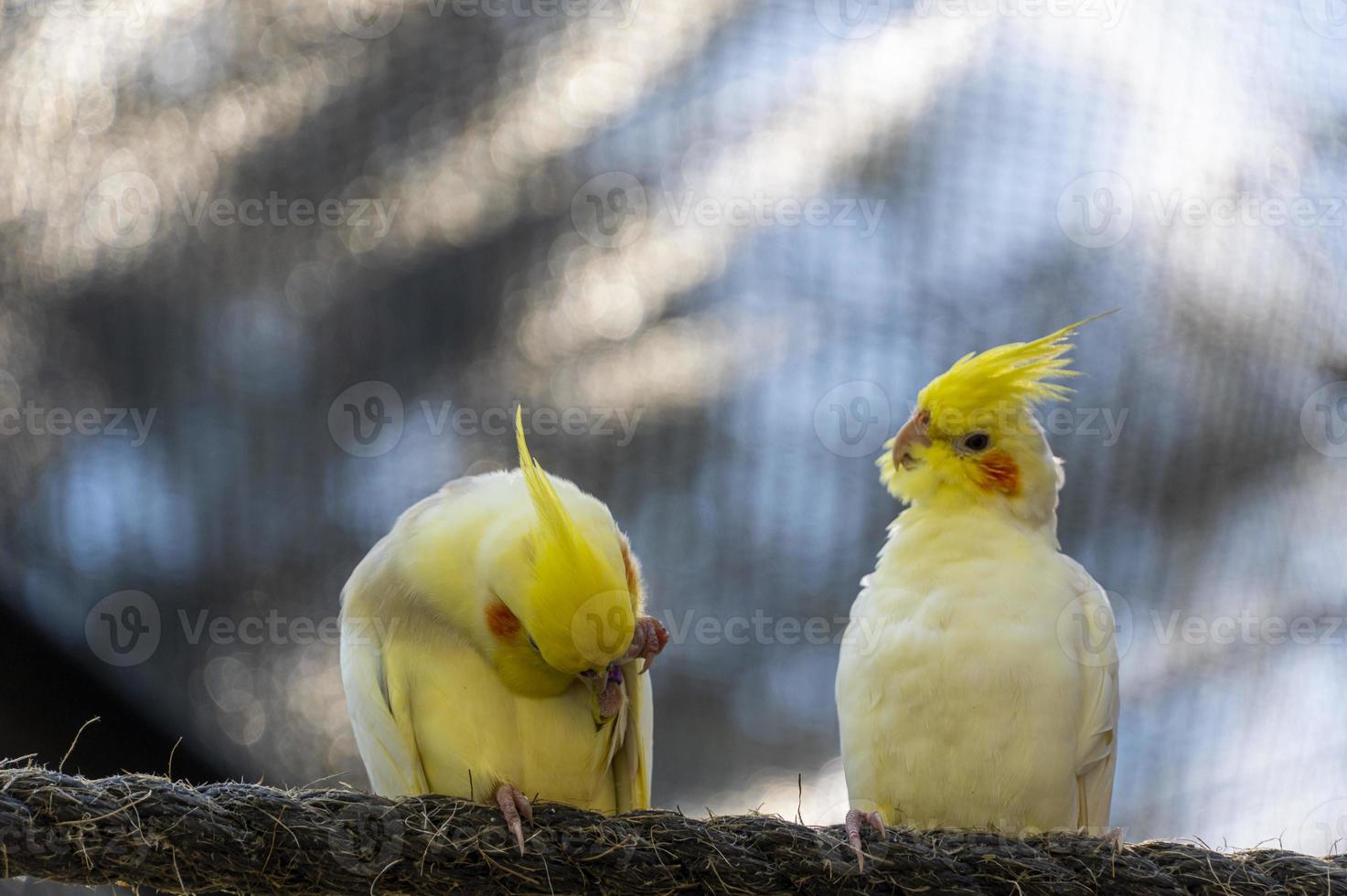 ninfomane olandese, colorato uccello con bokeh nel il sfondo, giallo e grigio ninfa, aver bellissimo cantando, Messico foto