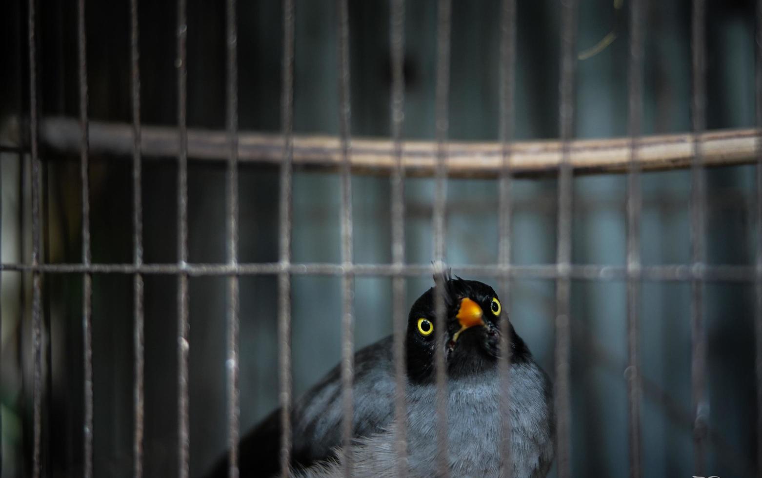 parlando myna uccello dentro un' gabbia fissando curiosamente foto