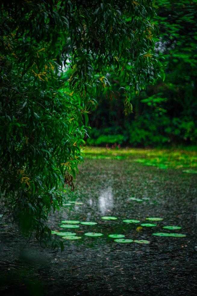 albero ramo galleggiante nel acqua giglio lago foto