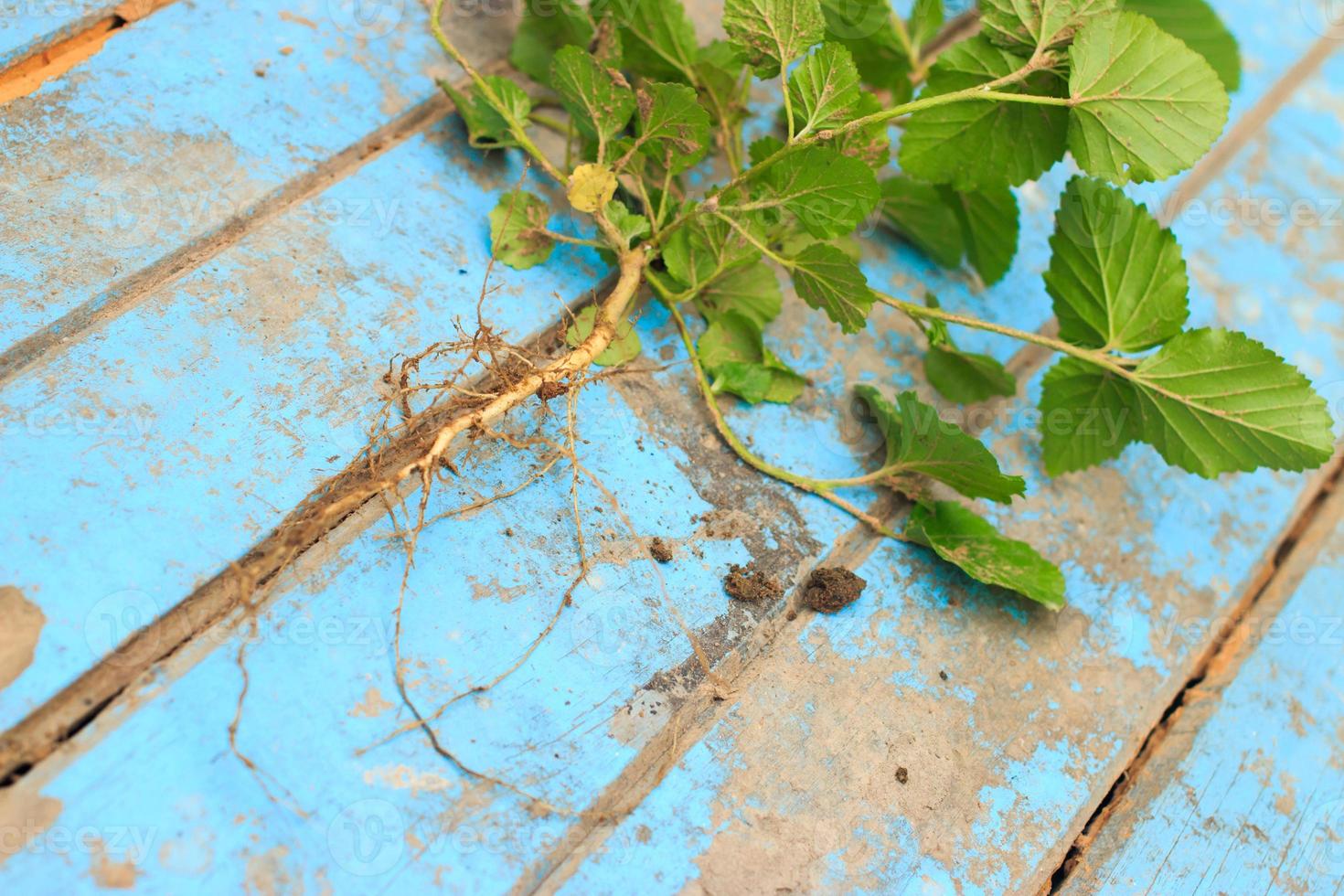 natura erba con radice e suolo su vecchio blu di legno foto