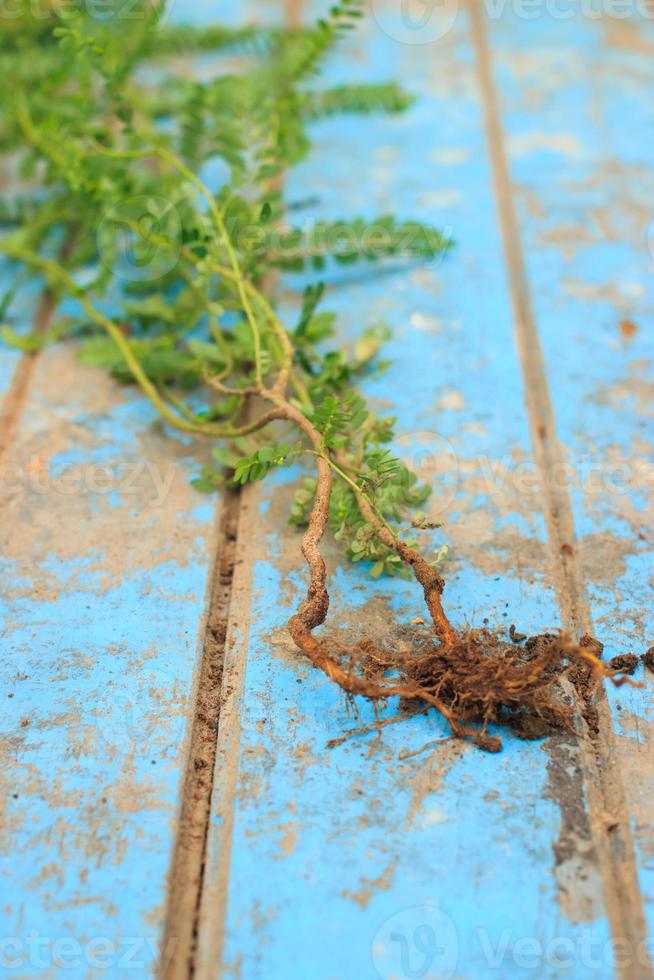 natura erba con radice e suolo su vecchio blu di legno foto