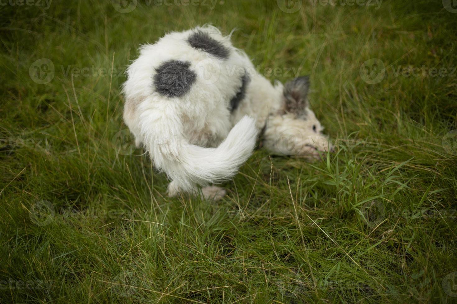 il cane è dire bugie su il erba. camminare animale domestico con bianca capelli. estate cane a passeggio. foto