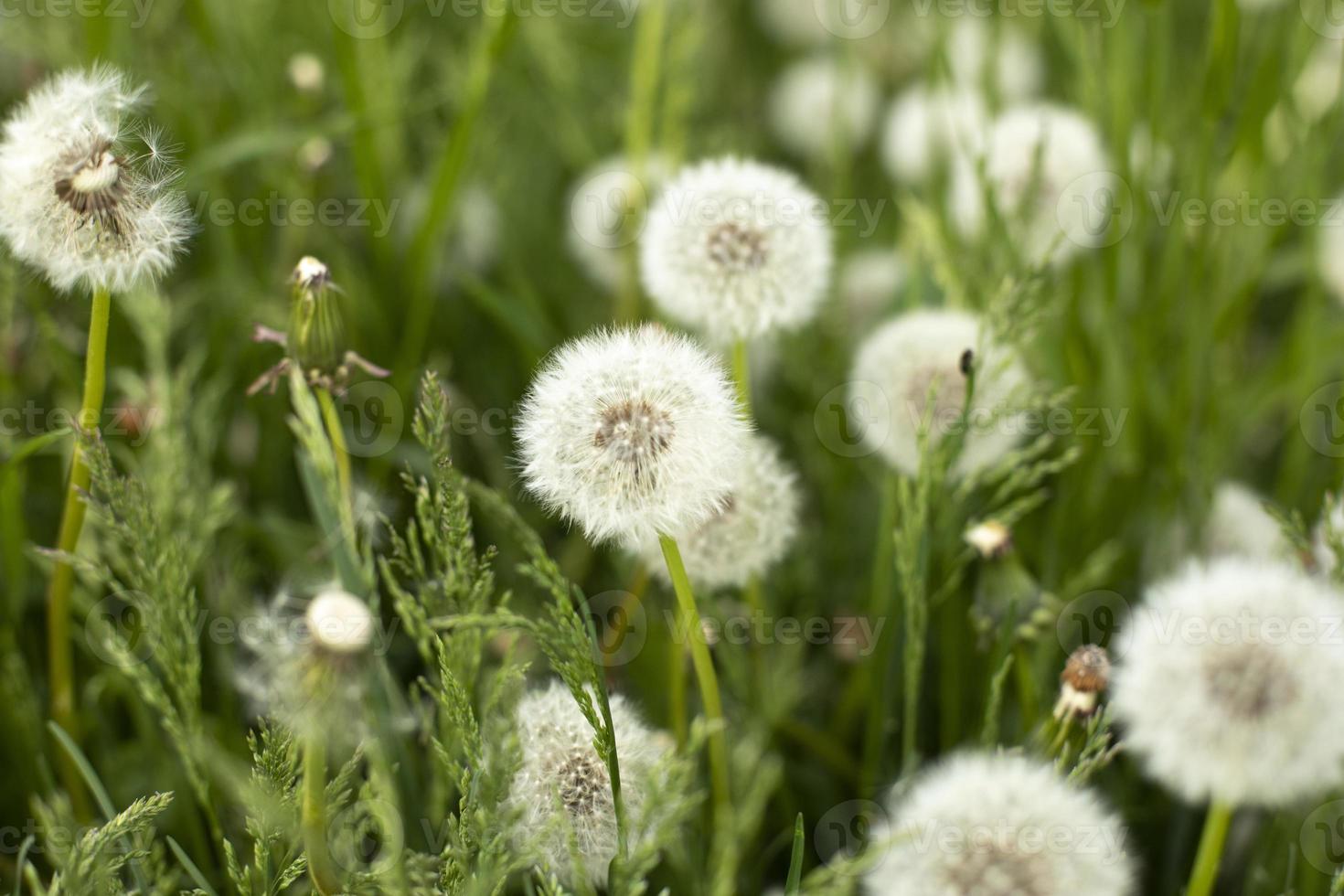 denti di leone nel campo. pianta nel primavera. dettagli di estate natura. foto