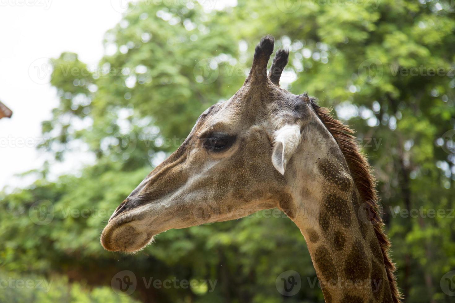 avvicinamento Visualizza di un' giraffa viso foto