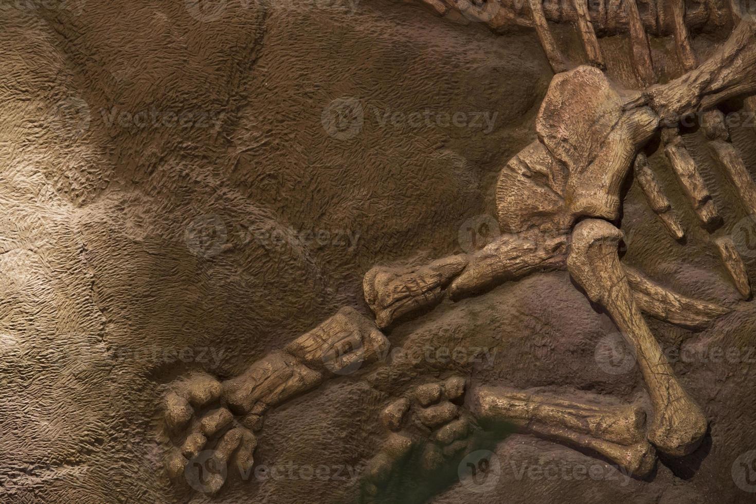 dinosauro fossile per sfondo foto