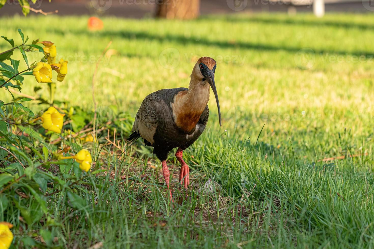 ibis dal collo camoscio foto