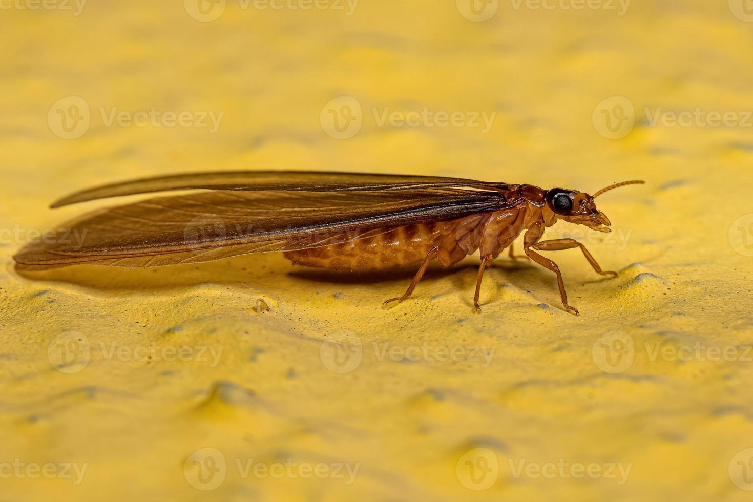 termite superiore adulta foto