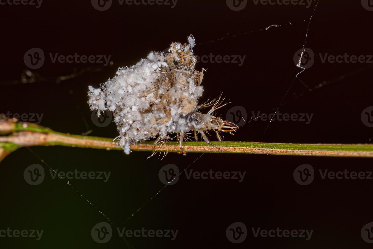 larva di merletto verde foto